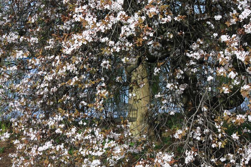 125-Hyde Park,6 aprile 2010.JPG